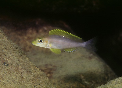 Xenotilapia sp. 'papilio sunflower' Chituta Bay